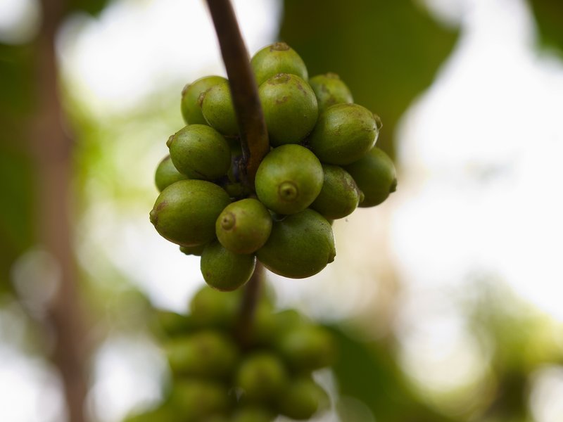 Bolaven Plateau, Coffee